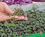 Microgreens - Cavolo rosso - foglie giovani dal gusto eccezionale - semi foto, nuovo 2024, miglior prezzo EUR 4,09 recensione
