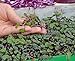 foto Microgreens - Cavolo rosso - foglie giovani dal gusto eccezionale - semi recensione