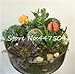 foto Pinkdose 100 Pz/Borsa Arcobaleno Mini Cactus Bonsai Piante grasse Rare Fioritura Interna Cactus Pianta Ornamenti da Giardino perenni Semillas De Flor: 13 recensione