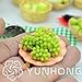 foto Pinkdose Nuovo Bonsai!Bonsai D'uva in Miniatura, Patio Syrah, Vitis Vinifera, Pianta d'appartamento, 50 PCS/Pack, Bonsai di Frutta, 13BG80 recensione