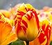 foto Semi 200pc olandese Cavolo tulipano. Aroma Tulip Plant (non è tulipano lampadine-lampadine trasporto deperibili) Advanced Seeds Bonsai Fiore recensione