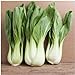 Foto Paket von 300 Samen, Pak Choi Weiß Stem Kohlsamen (Brassica rapa) Rezension
