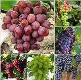 Pinkdose 50 Bulk Giardino d'uva bonsai Vitis Vinifera Delicious Fresh Fruit -Mixed bonsai - U. K foto, nuovo 2024, miglior prezzo  recensione