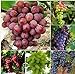 foto Pinkdose 50 Bulk Giardino d'uva bonsai Vitis Vinifera Delicious Fresh Fruit -Mixed bonsai - U. K recensione