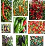 Collezione di semi di peperoncino - 10 confezioni, 10 varietà, 100 semi. foto, nuovo 2024, miglior prezzo EUR 20,00 recensione