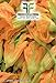foto 40 C.ca Semi Zucchino da fiori - Cucurbita Pepo In Confezione Originale Prodotto in Italia - Zucchine da fiore recensione