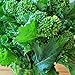 foto Portal Cool 4000 Seeds: Broccolo inizio autunno Raab Rapini 300-4000 Semi Microgreens Cavolo Giardino recensione