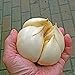 foto 100pcs / bag acquatici multi-petali semi di aglio gigante verdura biologica Cucina bonsai condimento alimentare o pianta in vaso per la casa giardino 2 recensione