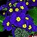 Foto Keland Garten - Nordamerika Duftend Blau Nachtkerze Saatgut Blumensamen Achtuhrsblume(Oenothera biennis) als essbare Salatdekoration, mehrjährig, geeignet für Garten, Terrasse, Balkon Rezension