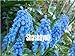 foto Pinkdose 100 pz/borsa Giacinti d'uva Bonsai stringa per l'inverno piante da appartamento fiore bonsai Piante in vaso consegna fiori gratis: 21 recensione