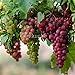 foto Pinkdose Bonsai di vite d'uva in miniatura - Patio Syrah - Vitis Vinifera - Pianta d'appartamento - 20 pezzi - Bonsai di frutta: 3 recensione
