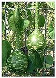 TROPICA - zucca - gigante (Cucurbita lagenaria) - 15 semi foto, nuovo 2024, miglior prezzo EUR 3,30 recensione