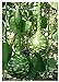 foto TROPICA - zucca - gigante (Cucurbita lagenaria) - 15 semi recensione