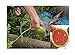 Foto 15x Mini Melonen Rot Sugar Baby Samen Obst Pflanze Rarität essbar #135 Rezension