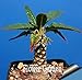 foto Pinkdose Grande promozione Celestial Being Bonsai - Cactus - Anti-Radiazioni pianta in Vaso Giardino di Famiglia 100 pc/Pacchetto, 3YC7UH recensione