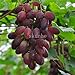 foto Pinkdose Bonsai d'uva in miniatura - Patio Syrah - Vitis Vinifera - Pianta d'appartamento - 20 pezzi - Bonsai di frutta: 8 recensione
