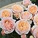 foto SemiRosa 20 PCS Semi di Rosa Arcobaleno Colorati Profumati Piante Semi Fiori Giardino Balcone recensione