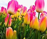 Semi 200pc olandese Cavolo tulipano. Aroma Tulip Plant (non è tulipano lampadine-lampadine trasporto deperibili) Advanced Seeds Bonsai Fiore foto, nuovo 2024, miglior prezzo EUR 16,09 recensione