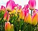 foto Semi 200pc olandese Cavolo tulipano. Aroma Tulip Plant (non è tulipano lampadine-lampadine trasporto deperibili) Advanced Seeds Bonsai Fiore recensione