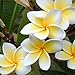 foto WuWxiuzhzhuo - 100 semi di Plumeria rubra/Frangipane, fiori per collana Lei hawaiana, piante da giardino 1 recensione