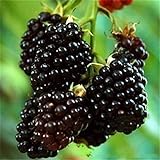 20pcs SEMI PLAT FIRM-Nuovo Rosso Nero Giallo Lamponi Semi cespuglio di frutta Rubus giardino foto, nuovo 2024, miglior prezzo EUR 12,99 recensione