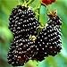 foto 20pcs SEMI PLAT FIRM-Nuovo Rosso Nero Giallo Lamponi Semi cespuglio di frutta Rubus giardino recensione