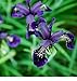 foto Fiore - Iris chrysographes Nero Oro - 50 Semi - Confezione Grande recensione