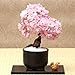 foto Sunlera 10pcs / bag cerasus semi in vaso bonsai Fiore Piante Semi per la casa le decorazioni del giardino recensione