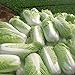 Foto Inovey 100 Stücke Chinese Delicious Kohlsamen Nahrhafte Grüne Gemüsesamen Brassica Pflanzen Garten Rezension