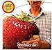 foto ! Promozione fragola gigante semi dolce fragola quattro stagioni, Rare, fragrante, dolce & Juicy - 200 pc / lotto, # JO9E8A recensione