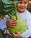 foto Cavolo rapa, semi di cavolo rapa gigante - Brassica oleracea convar. acephala alef. var. gongylodes - semi recensione