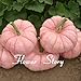 foto Portal Cool 20 Semi di zucca rosa Semi di piante rari Non OGM Delicous Fai da te Sementi di ortaggi recensione