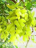 Pinkdose Nuovo arrivo! 100% vera d'oro dito verde dolce uva biologica bonsai, 50 pc/pacchetto, Hardy impianto squisita della frutta, BEB5BB foto, nuovo 2024, miglior prezzo  recensione