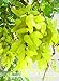 foto Pinkdose Nuovo arrivo! 100% vera d'oro dito verde dolce uva biologica bonsai, 50 pc/pacchetto, Hardy impianto squisita della frutta, BEB5BB recensione
