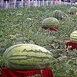 Visa Store Davitu 30Pcs Semi di anguria gigante Re nero di tiranno Super Sweet Watermelon Seeds Garden Fruit foto, nuovo 2024, miglior prezzo  recensione