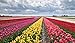 foto SemiRosa 20/50/100 PZ Semi di Tulipano Sementi di Fiori Tulipani profumati Multi Colori Decorativi da Piantare in Bonsai Vasetto Balcone Giardino Casa recensione