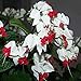 Foto Keland Garten - Selten 50 Stück Fuchsien (Fuchsia) magellanica Blumensamen Weiß Zierpflanze pflegeleicht, geeignet für Ihr Garten, Balkon, Terassen Rezension