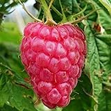 Lampone “Versailles” Rosso Rifiorente SENZA SPINE (Rubus idaeus) [Vaso 1,5 Litri] foto, nuovo 2024, miglior prezzo EUR 9,60 recensione