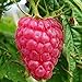 foto Lampone “Versailles” Rosso Rifiorente SENZA SPINE (Rubus idaeus) [Vaso 1,5 Litri] recensione