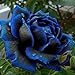 foto Ncient 20/50 Semi Sementi di Rosa Mezzanotte Blu Midnight Rose Semi di Fiori Rari Pianta Profumati per Orto Giardino Balcone Interni ed Esterni recensione