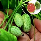 Rosepoem Mini 10pcs Semi di anguria Semi di piante ornamentali Semi di frutta foto, nuovo 2024, miglior prezzo EUR 8,99 recensione