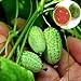 foto Rosepoem Mini 10pcs Semi di anguria Semi di piante ornamentali Semi di frutta recensione