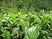 foto Asklepios-seeds - 25 Semi di Camellia sinensis La Camellia sinensis, la pianta del tè recensione