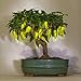 Foto Swiftt 100 Chili Samen duftenden Bonsai Pfeffer Baum Samen kleinbleibend, ideale Zimmerpflanz gleb Rezension