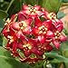 foto WuWxiuzhzhuo 300PCS colore misto Hoya Seeds Garden Supplies decorazione in vaso semi di fiori 1 recensione