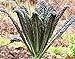 foto Portal Cool 10 Semi: Semi della palma cavolo, Brassica oleracea var. Palmifolia, Nero Di Toscana recensione