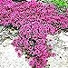 foto Ncient 100 Semi Sementi di Rose Rampicanti Parthenocissus Rock Cress Piante Decorazione Semi Fiori Rari Profumati per Orto Giardino Balcone Interni ed Esterni recensione