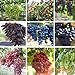 foto Pinkdose 50 semi-misto dita di semi d'uva-Bellezza piantina Nero Verde Arcobaleno-Zuccherino dolce uva frutta rossa per il giardino delle piante-Land Miracle recensione