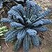 foto Cavolo Laciniato nero di Toscana (Semente) recensione