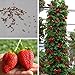foto Ncient 20/50/100 Semi Sementi di Fragola Strawberry Trepa Semi Frutti Frutta Rari Profumati per Orto Giardino Balcone Interni ed Esterni recensione